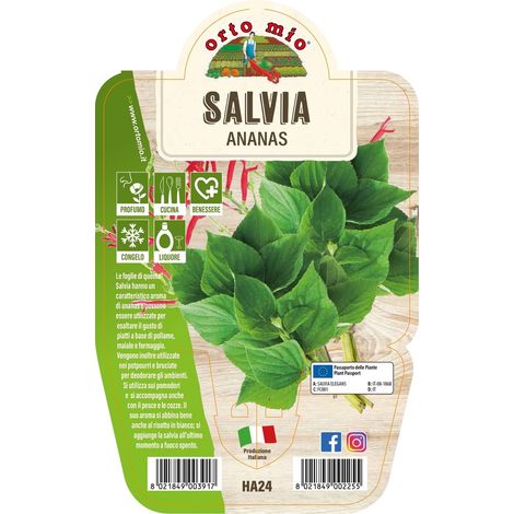 SALVIA ANANAS VASO 14CM MASTERCHEF ORTOMIO