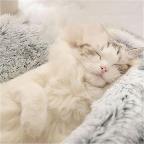 1 Lit pour chat et chien, rond en peluche douce, fond antidérapant, housse lavable, intérieur confortable (1/5)