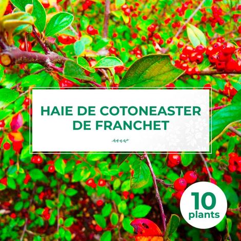 10 Cotoneasters de Franchet (Cotoneaster Franchetii) - Haie de Cotoneaster de Franchet (1/2)