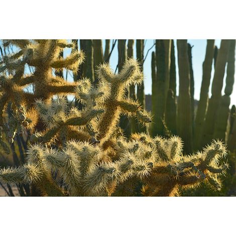 Papier peint panoramique désert pour bureau Tapisserie panoramique nature motif cactus Papier peint panoramique idéal pour salon (1/2)