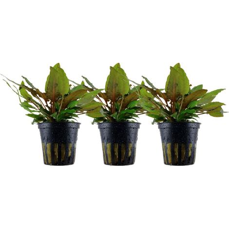 Aquarium Pflanze 3 Stück Cryptocoryne wendtii 'Tropica' Wasserpflanze Nr.309E Set