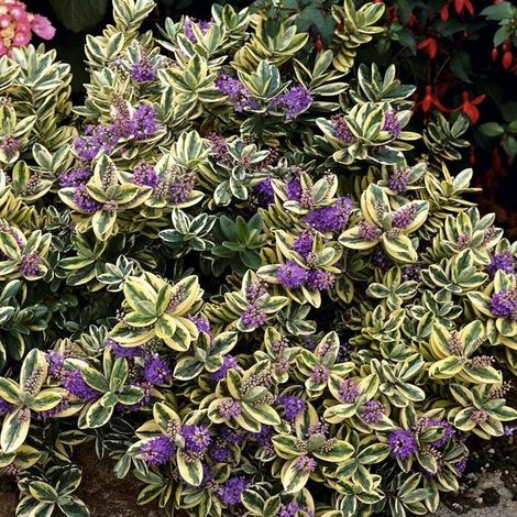 1 PIANTA DI HEBE ADDENDA VARIEGATO IN VASO DA 12CM, DA ESTERNO, SEMPREVERDE, FIORI DA BALCONE (1/2)