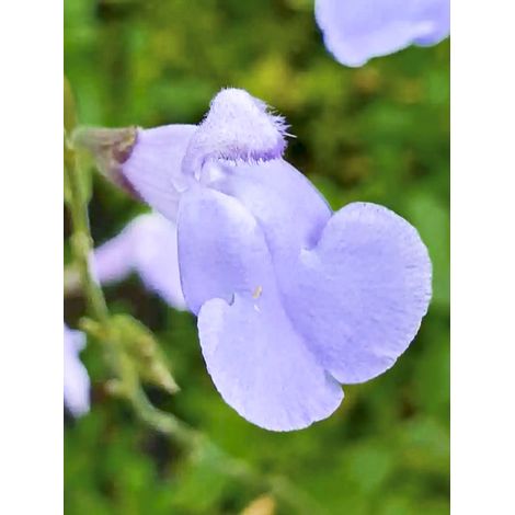 Sauge à petites feuilles 'Delice Aquamarine' Godet de 8/9 cm (1/3)