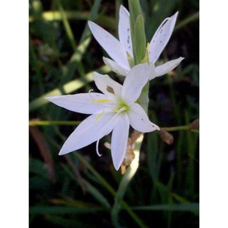 Lis des Cafres 'Alba' Godet de 7/8 cm (1/2)