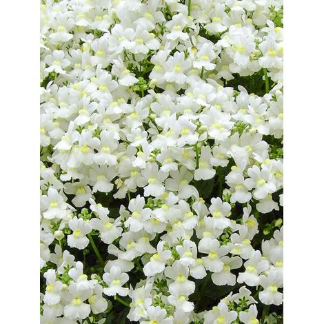Némésie 'Sunpeddle White Perfume' Mini-motte Ø 3/4 cm, Plant vert de 5 à 10 cm de haut (par 5)