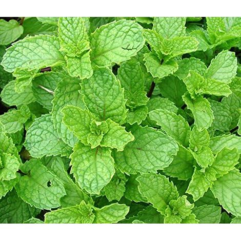Heirloom 200 Graines de menthe verte Mentha spicata menthe pouliot plante herbacée vivace Graines de fleurs A019 (1/5)