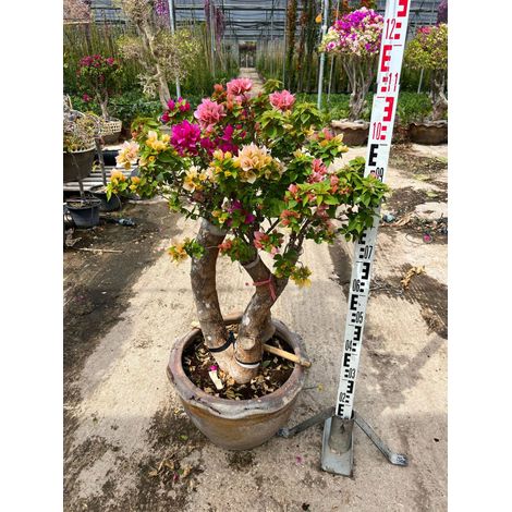 Bougainvillier Bougainvillea Mini Thai Bonsaï Pot 45 cm Arbuste d'Extérieur (1/5)