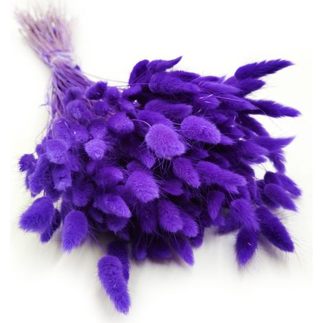 Lagurus seco - Lagurus ovata - ultra violeta