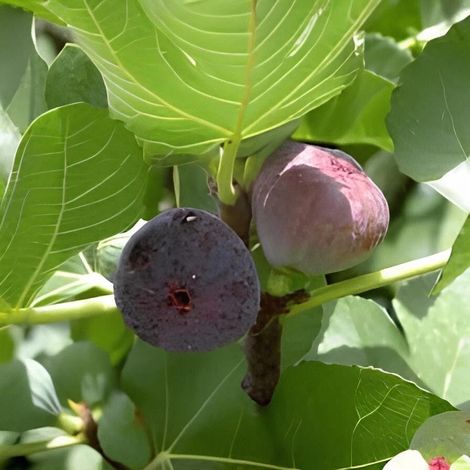 PIANTA DA FRUTTO FICO REGINA in vaso 20 età 2/3 anni (foto reali)