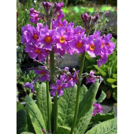 Primula beesiana Godet de 8/9 cm (1/3)