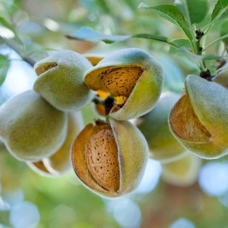 PIANTA DA FRUTTO MANDORLO MOLLESCA in vaso 20 età 2/3 anni (foto reali)