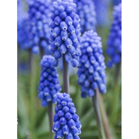 Muscari 'Dark Eyes' Bulbe calibre 6+ (par 15) (1/2)