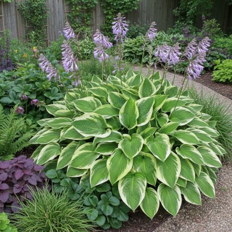 Hosta Wide Brim/Lot de 5 godets