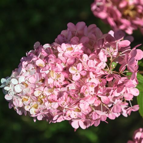 Gardenaria Ortensia - Hidrangea Paniculata 'Pink Lady' - Pianta acidofila ornamentale da esterno - Altezza: 60/80 cm (vaso19)