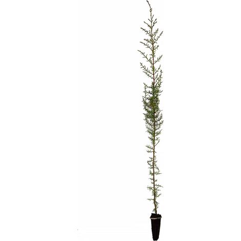 Cupressus sempervirens var. horizontalis - cipresso femmina - alveolo forestale