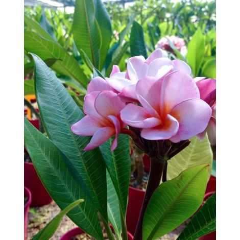 Vivaio Garden Forest – Plante de frangipanier Plumeria 'Rhapsody' – Pot 15cm – Hauteur 50cm – Fleur blanche parfumée – Plante tropicale pour intérieur lumineux (1/2)