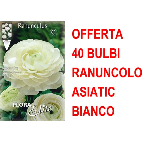 OFFERTA 40 BULBI RANUNCOLO ASIATIC BIANCO BULBS BULBES