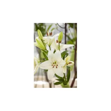 Bulbi di Lilium Asiatic White Bianco 14/16 – Fioritura elegante e pura 3 bulbi (1/5)