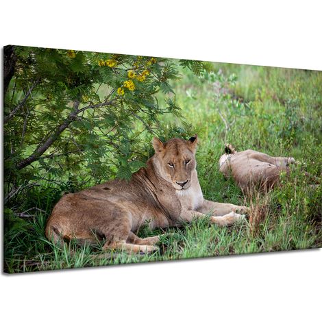 Leinwanddruck Tiere Löwinnen 120x70 cm