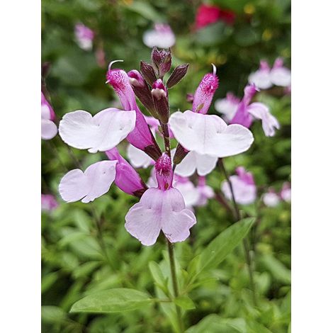 Sauge arbustive 'Dysons Joy' Godet de 8/9 cm
