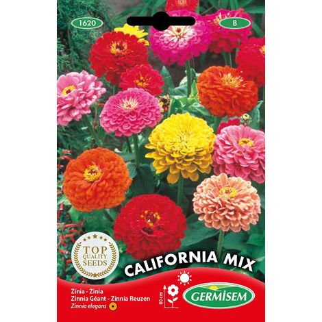Graines de Zinnia 2 g EC1620 Multicolore
