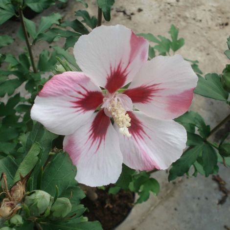 Mauve en arbre 'Hamabo' Pot de 7,5L/10L, Demi-tige 100/120cm