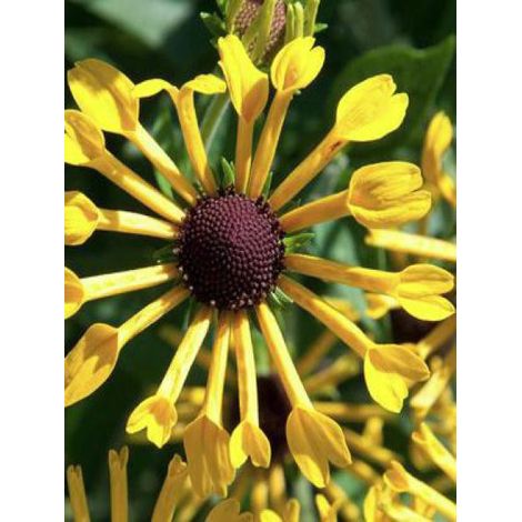 Rudbeckie 'Henry Eilers' Godet de 8/9 cm (1/3)