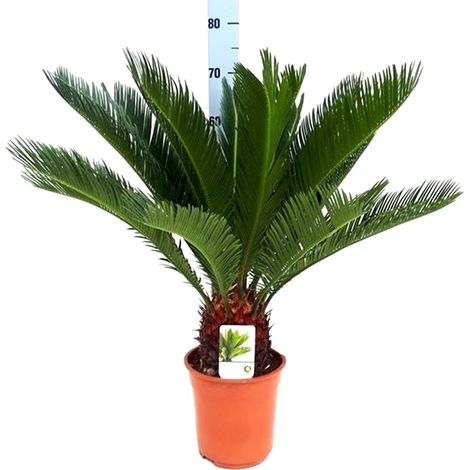 Planta Natural Palmera Cyca Revoluta. 70 Cm