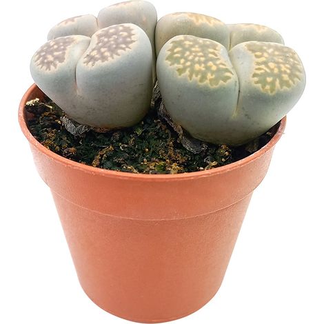 Lithops spp. - sassi vivi, piante sasso - vaso 5 cm (1/3)