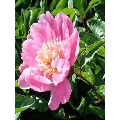 Pivoine de Chine 'Nymphe' Pot de 3L/4L