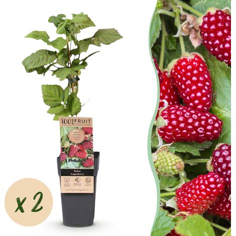 Lot de 2 Plants de Mûre-framboise Rubus Loganberry sans Épines - Pot 15cm - H 50cm - PANGIVO (1/5)