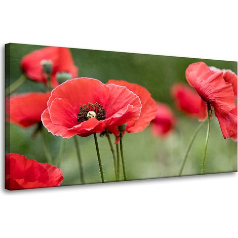 Leinwanddruck Botanik Rote Mohnblumen 80x40 cm