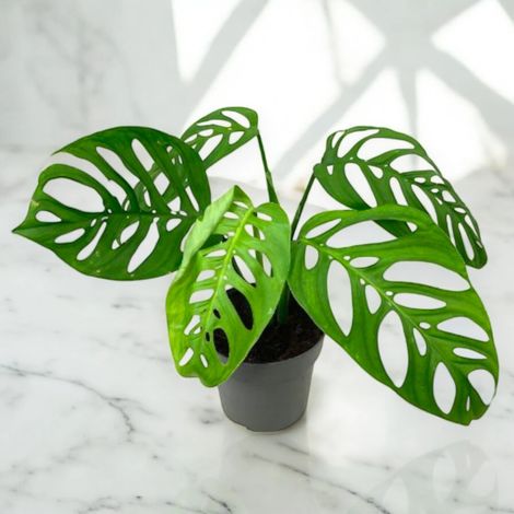 Gardenaria Philodendron 'Esqueleto' - Pianta da interno ornamentale - Altezza: 40 cm (vaso 12) (1/5)