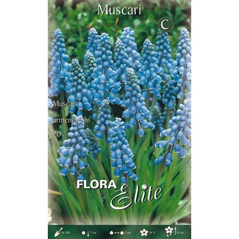 Bulbi di Muscari Armeniacum 20 Bulbi