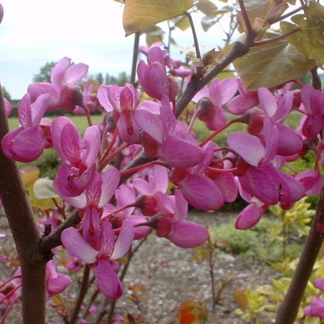 Arbre de Judée - Cercis siliquastrum - 40-50 cm pot