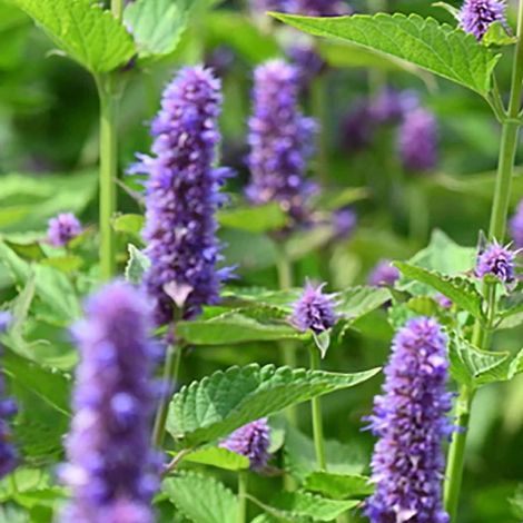 4 x Agastache à odeur de fenouil 'Little Adder' - godet 9x9 cm