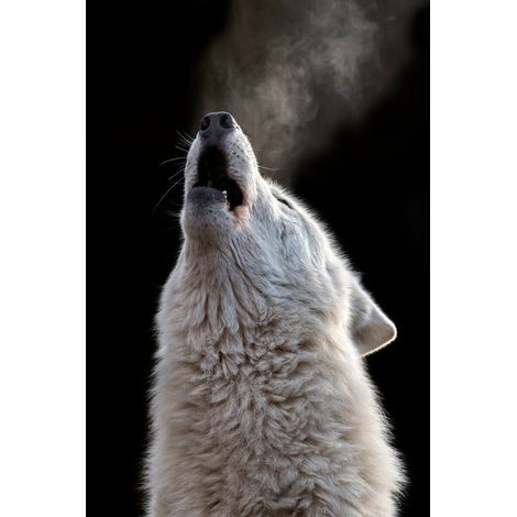 Tableau sur toile cri de loup 30x45 cm - Impression sur Toile Murale Décorative - Image imprimée en HD sur Toile - Toile sur Châssis en Bois FSC - Fabriqué en France (1/5)