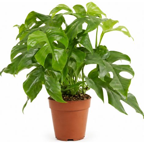 Bloomique - Monstera Minima - Plante grimpante - Plante d'intérieur - Croissance rapide - Entretien facile - Hauteur 25-30 cm - Pot 12 cm (1/5)