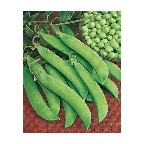 POIS SENATOR - 150 G