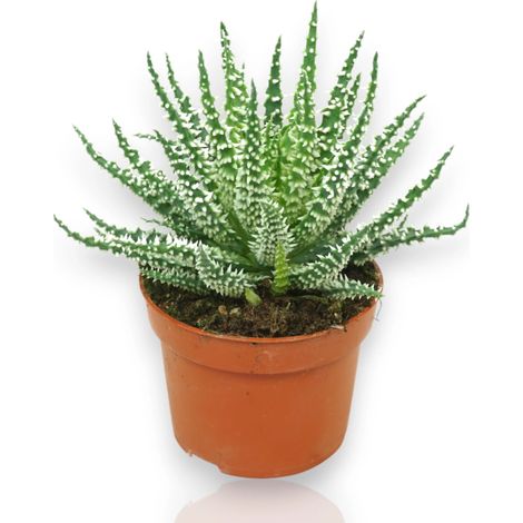 Gardenaria Aloe humilis - Pianta da interno ornamentale - Altezza: 18 cm (vaso 10) (1/5)
