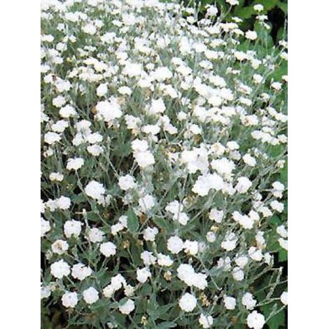 Lychnis coronaria 'Alba' Pot de 2L/3L (1/4)