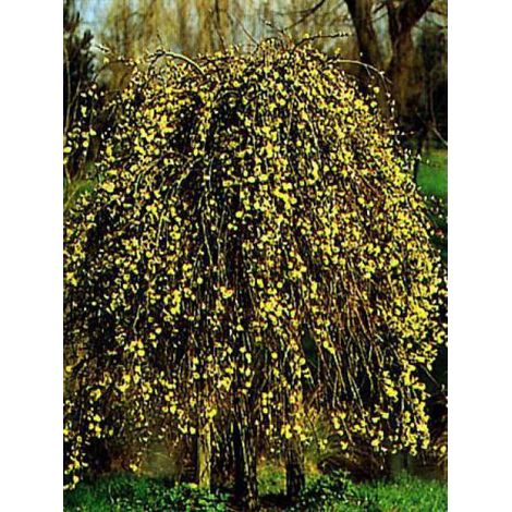 Saule marsault 'Kilmarnock' Pot de 4L/5L, Tige