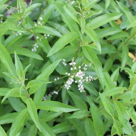 3 cuttings - citronella citriodora (Lemon Eucalyptus) mosquito repelent