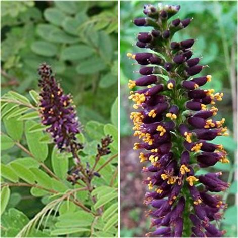 Semillas de Indigo Bastardo. Amorpha Fructicosa. 50 Gramos