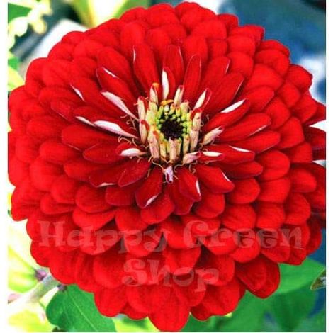Zinnia Rouge – Grandes fleurs – 1000 graines – Pour massif jardin (1/4)