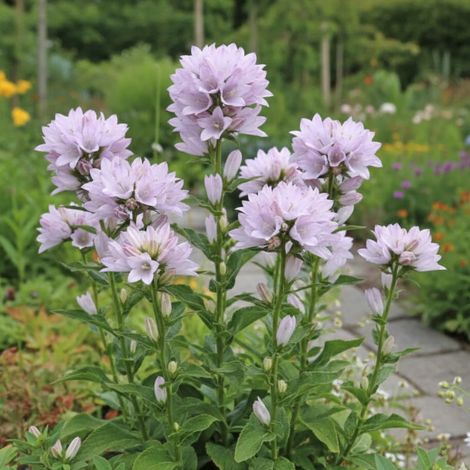 Campanule agglomérée Caroline, Campanule glomerata/Lot de 3 godets