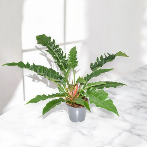 Gardenaria Philodendron 'Narrow Escape' - Pianta da interno ornamentale - Altezza: 45 cm (vaso 14) (1/4)