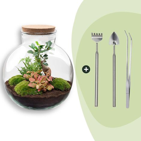 Kit Terrarium Plante DIY avec Ficus Bonsai et Outils Écosystème Autonome Ø 31 x 30 cm - PANGIVO (1/4)