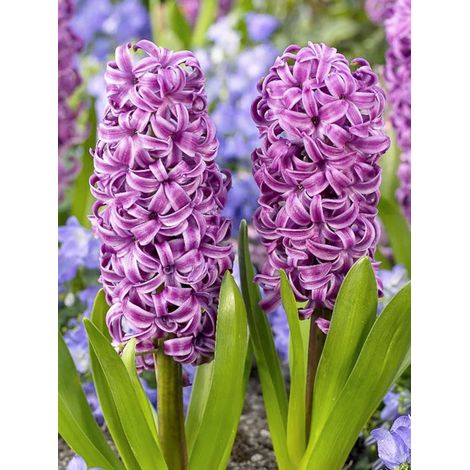Jacinthe 'Purple Sensation' Bulbe calibre 18+ (par 5) (1/2)
