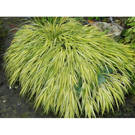 Gardenaria Hakonechloa macra 'Aureola' - Graminacea ornamentale da esterno - Altezza: 40 cm (vaso 17) (1/2)